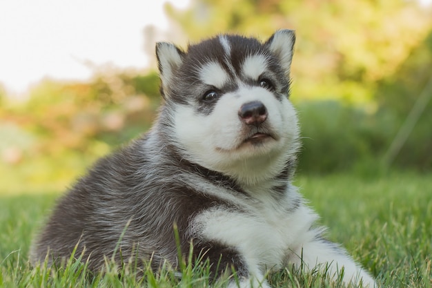 Foto retrato de un pequeño cachorro de perro husky.