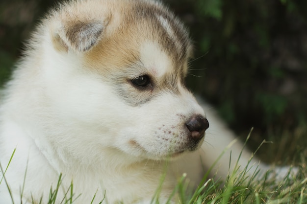 Retrato de un pequeño cachorro de perro husky.