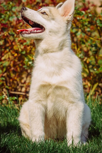 Retrato de un pequeño cachorro de perro husky.