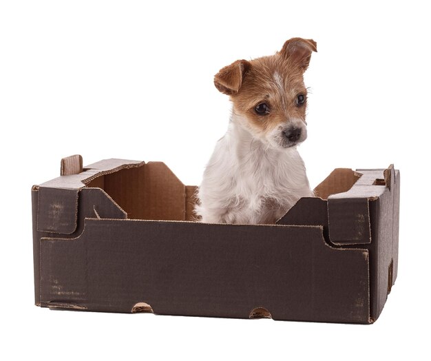 Retrato de un pequeño cachorro de raza mixta en una caja de cartón sobre un fondo blanco.