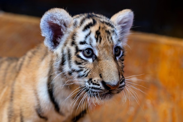 Retrato de un pequeño cachorro de tigre Año del tigre Foto de alta calidad