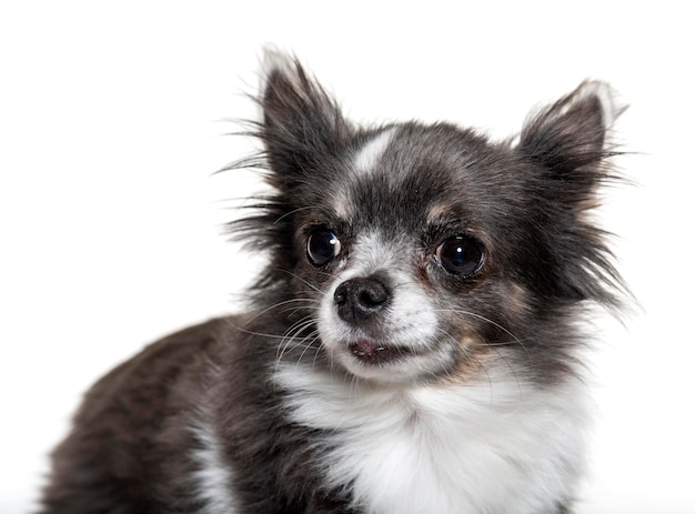 Retrato de un pequeño chihuahua aislado en blanco