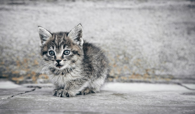 Retrato de un pequeño gatito al aire libre.