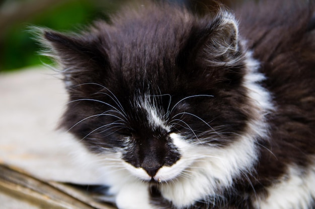 Retrato de pequeño gatito blanco y negro