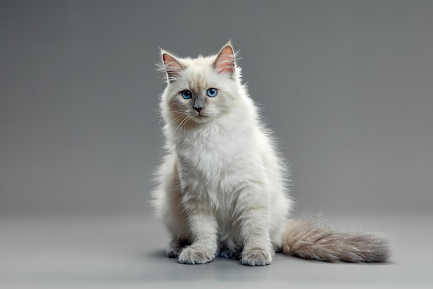 Retrato de un pequeño gatito blanco sobre fondo gris lindo gatito con grandes ojos copia espacio