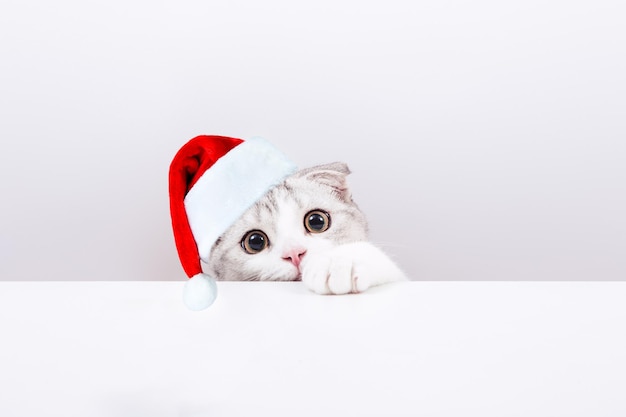 Retrato de un pequeño gatito lindo con sombrero rojo de Navidad en el fondo blanco