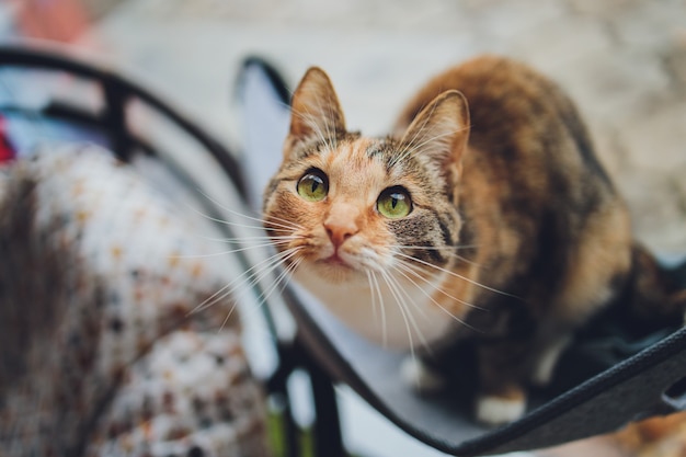 Retrato de pequeño gatito tricolor de un gato.