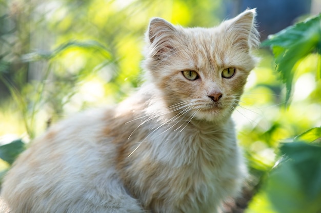 Retrato de un pequeño gato amarillo sentado en la hierba verde en un día soleado.