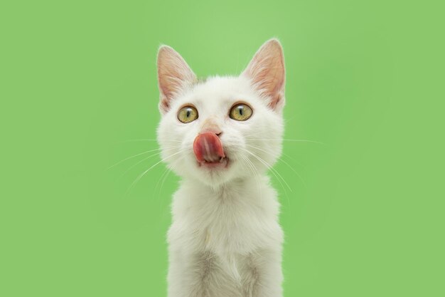 Foto retrato pequeño gato hambriento lamiendo sus labios con lengua aislado sobre fondo verde
