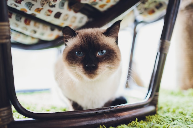 Retrato de un pequeño gato sagrado birmano.