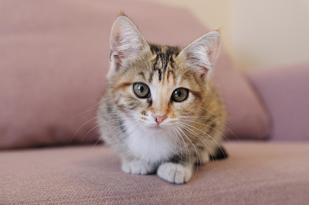 Retrato de un pequeño gato tricolor Un gatito mestizo se sienta en el sofá