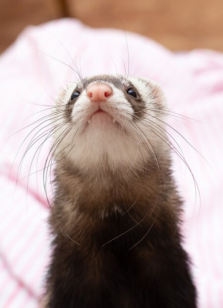 Retrato de un pequeño hurón