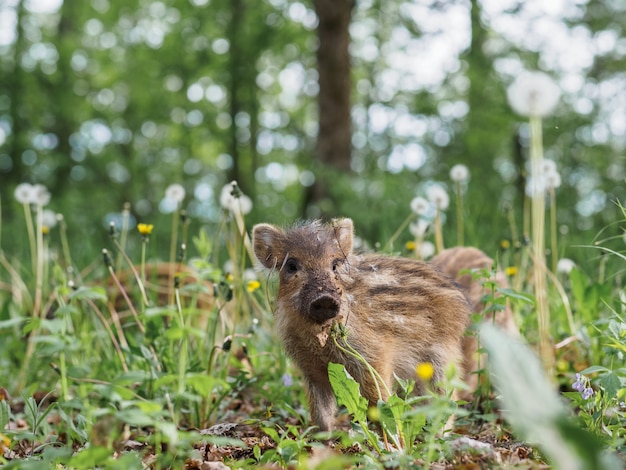 Retrato de un pequeño jabalí rayado en el bosque