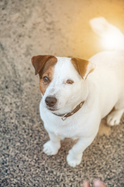 Retrato del pequeño Jack Russell terrier en el patio de recreo para perros