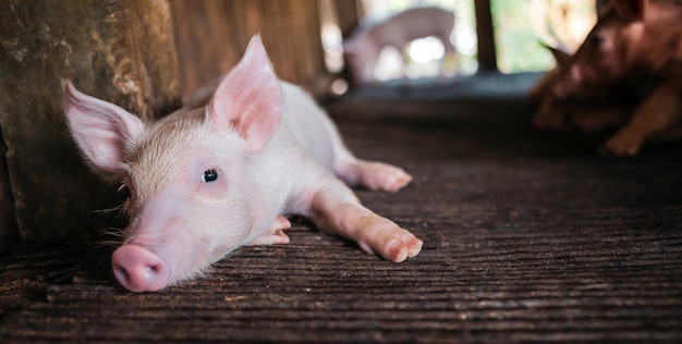 Un retrato de un pequeño y lindo lechón, un lindo fracaso recién nacido en la granja de cerdos con otros lechonesCría de cerdos