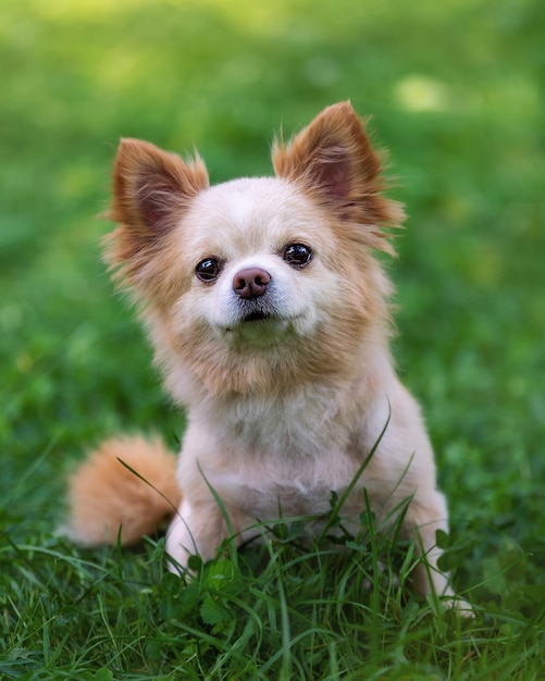 Retrato de un pequeño y lindo perro chihuahua en un prado verde.