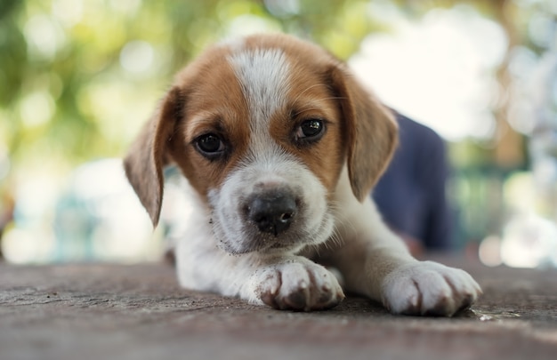 Retrato de pequeño perrito lindo mirando a cámara