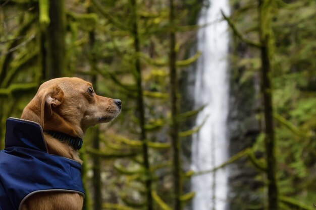 Retrato de un pequeño perro chihuahua en la naturaleza con cascada en el fondo