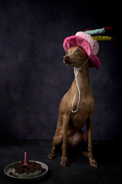 Retrato de un pequeño perro galgo italiano con sombrero de feliz cumpleaños