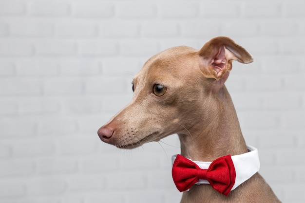 Retrato del pequeño perro galgo italiano