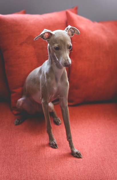 Retrato de pequeño perro galgo italiano