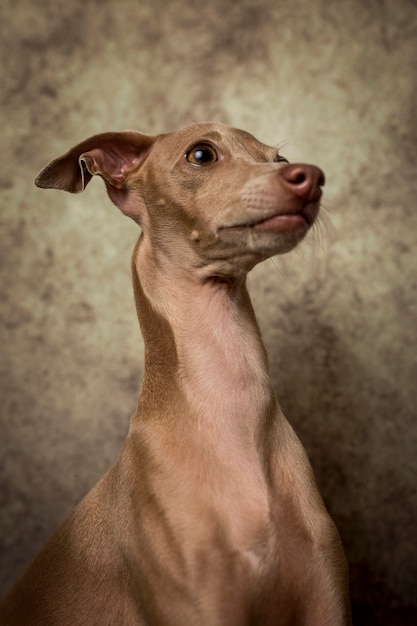 Retrato del pequeño perro galgo italiano