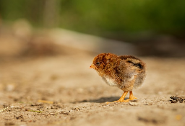 Retrato pequeño pollo amarillo esponjoso