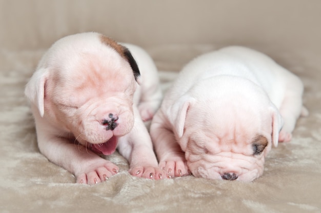 Retrato de pequeños cachorros de Bulldog Americano