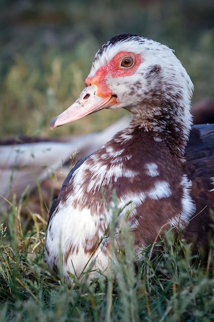 Retrato de perfil bonito pato almizclero blanco y marrón