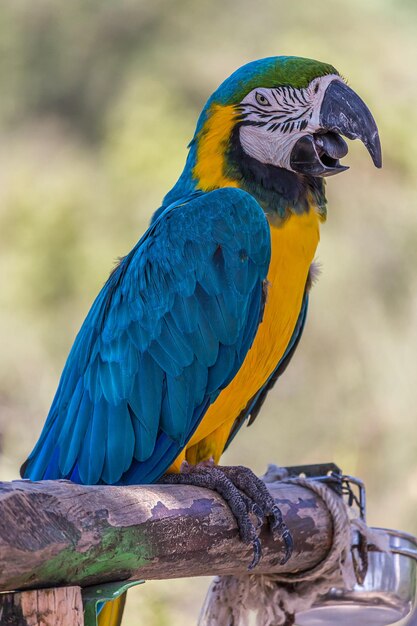 Foto retrato de perfil corporal de un guacamayo sentado en un palo