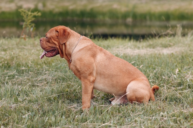 Retrato de perfil Dogo de Burdeos. Mascota perro mastín.