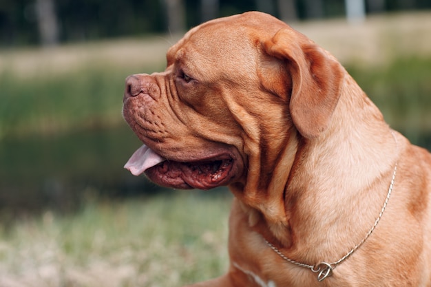 Retrato de perfil Dogo de Burdeos. Perro mastín francés de pura raza.