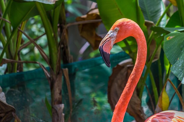 Foto retrato de perfil de un flamenco rosado en primer plano