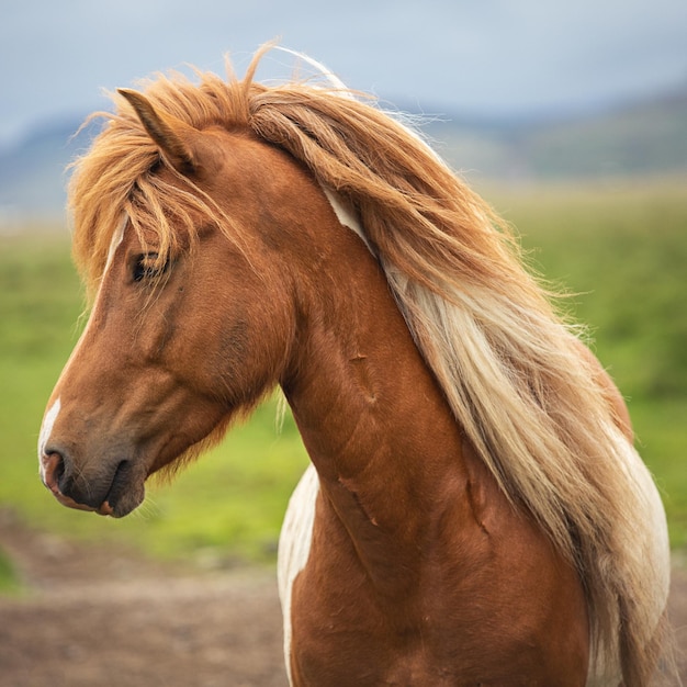 Retrato de perfil de un hermoso caballo islandés en un campo