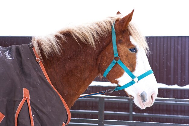 Retrato de perfil lateral de hermoso caballo de arnés marrón