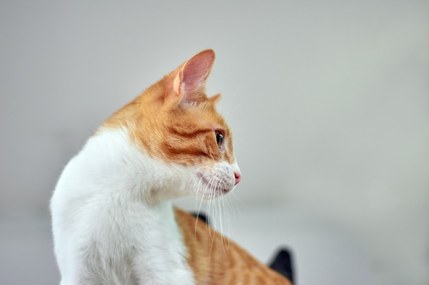 Un retrato de perfil de un lindo gato blanco y jengibre