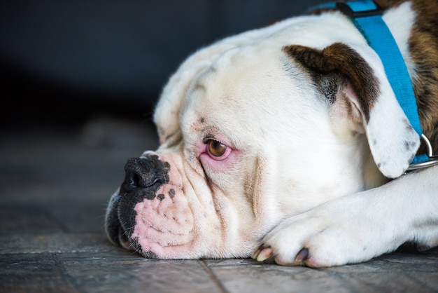 Retrato de perfil de perro Bulldog americano de color blanco con parches de abrigo de patrón de color rojo, negro y atigrado durmiendo en el suelo