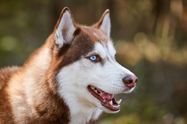 Retrato de perfil de perro Husky siberiano con ojos azules y raza de perro de trineo lindo color blanco marrón