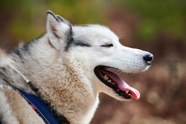 Retrato de perfil de perro Husky siberiano con pelaje blanco gris negro color raza de perro de trineo lindo