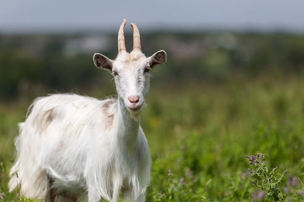 Retrato de perfil de primer plano de bonitas cabras barbudas peludas blancas con largos cuernos en un brillante y soleado día de verano cálido