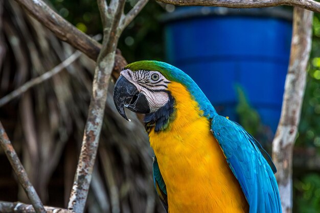 Foto retrato de perfil en primer plano de un papagaio guacamayo alegre