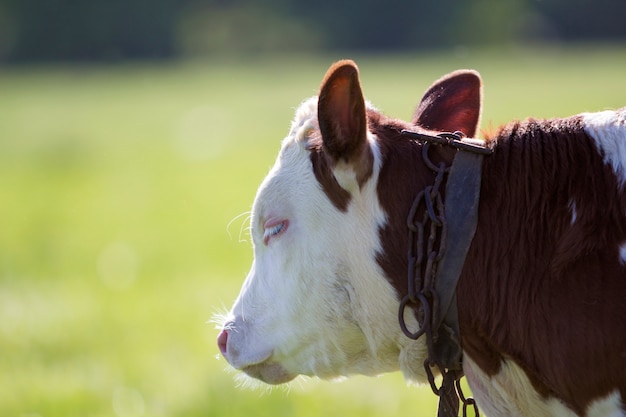 Retrato de perfil de primer plano de ternero blanco y marrón con cadena en el cuello sobre fondo amarillo bokeh borrosa. Concepto de protección animal, ganadería, cría, producción de leche y carne.