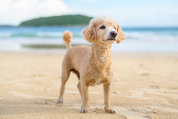 Retrato de perrito en la playa durante la puesta de sol