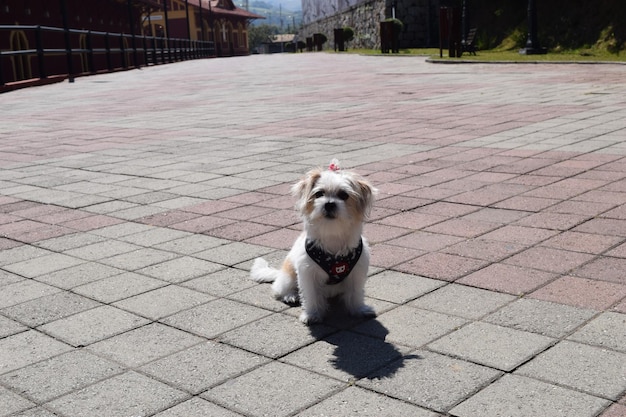 Foto retrato de un perro en la acera