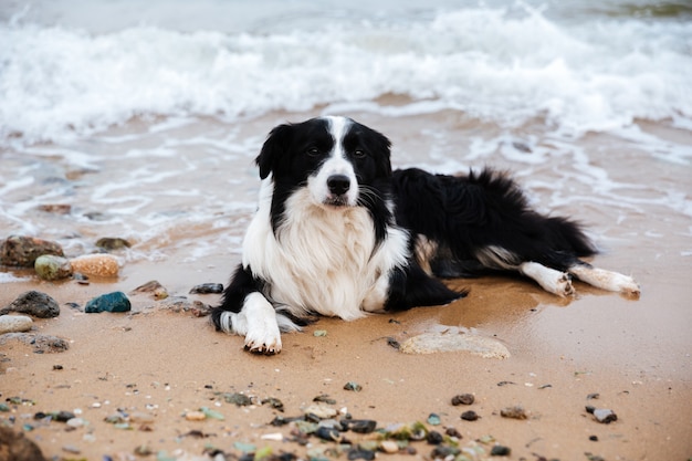 Retrato, de, perro, acostado, en la playa