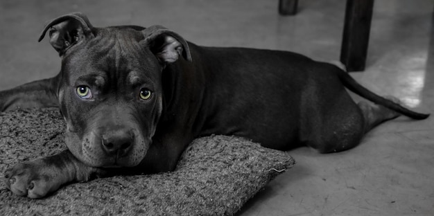 Foto retrato de un perro acostado