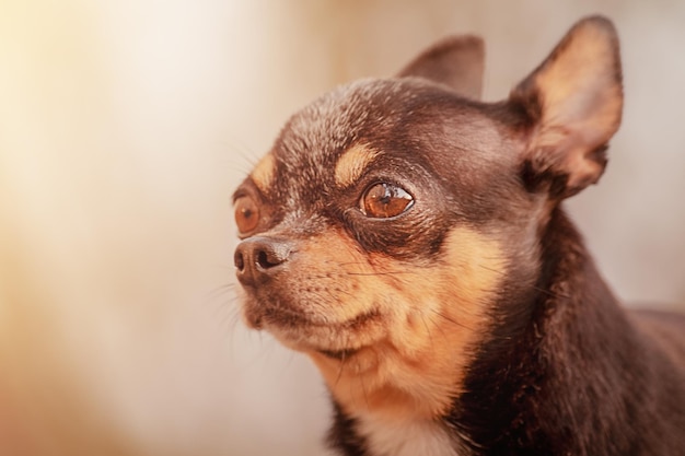 Retrato de un perro adulto de raza pequeña Chihuahua negro con marrón Una mascota un animal