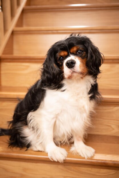 Foto un retrato de perro adulto tomado en el interior de la casa un perro posando en los escalones de las escaleras