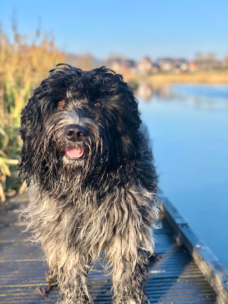 Foto retrato de un perro en el agua