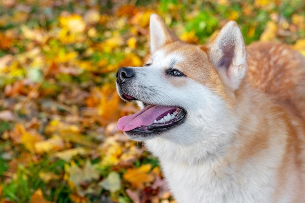 Retrato de un perro Akita mirando hacia arriba